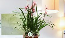 花卉盆景广告语大全