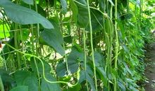 描写蔬菜的句子