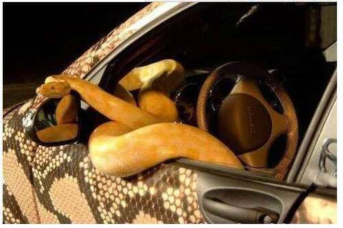 一句话扔一百万