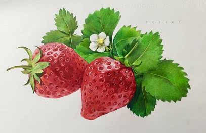 一段描述草莓的好文章