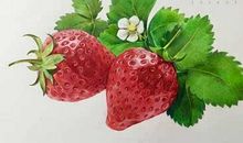 描写草莓的好段