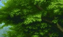 做人大忌，疯看十万次