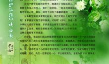 绿野仙踪读后感作文