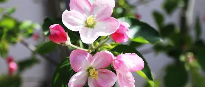 描述花朵的好句子和段落