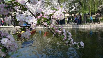 漂亮的句子描述花草