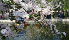 描写花草的优美句子