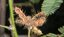 描写含羞草的好段