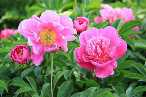 描述花朵的好句子