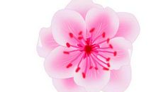 描写花的优美语段