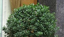 描写冬青树的句子