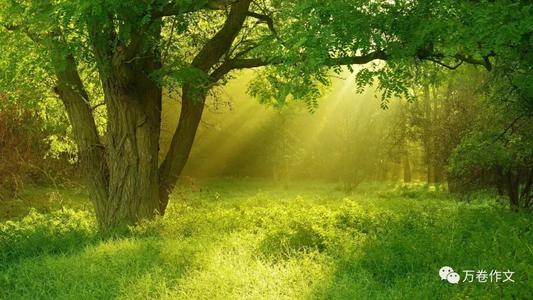 张康康：窗前的树