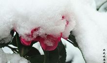 北风吹雁雪纷纷全诗