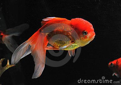 描述金鱼的好句子