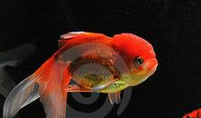 描写金鱼的好句