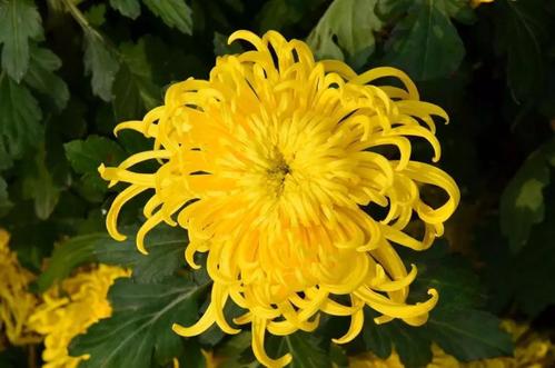 不是说花儿喜欢菊花的整首诗