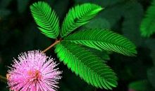 描写含羞草的句子