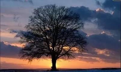 舒婷：四月黄昏