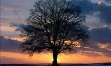 舒婷：四月的黄昏