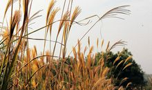 描写芦苇花的句子