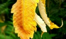 舒婷：秋夜送友