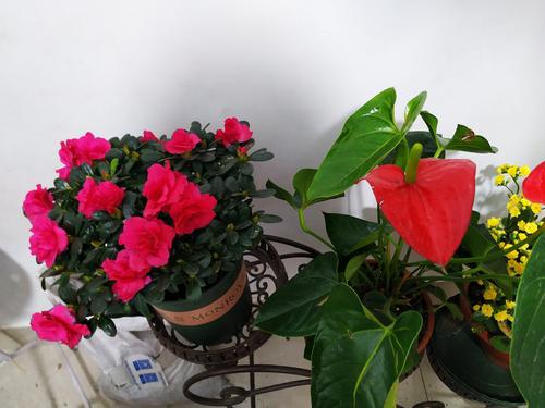 赞美杜鹃花的句子