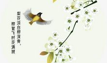 赞美梨花的句子