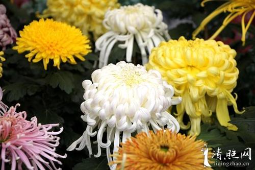 李庆照：多莉·永柏菊