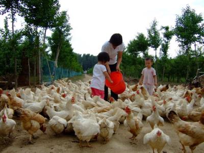 鸡飞狗在句子中跳跃