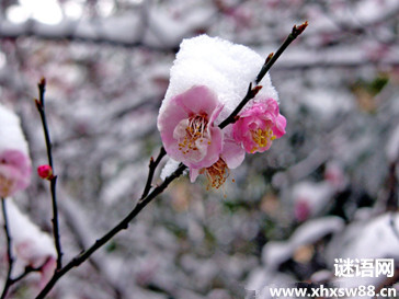 李清照：渔夫敖·雪莉懂春意