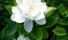 描写栀子花的优美句子