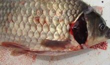 许地山：铁鱼底鳃