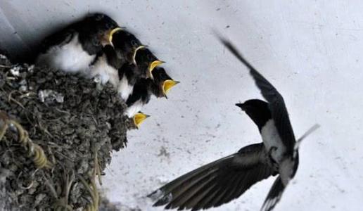 关于燕子的谚语