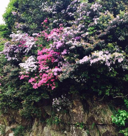 韩少功：山上的异国狗