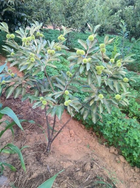 请告诉我你是哪种树