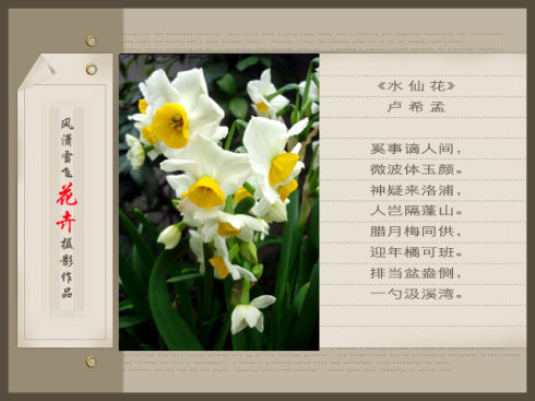 赞美水仙的句子