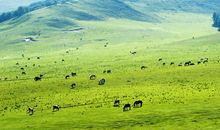 风吹草低见牛羊全诗