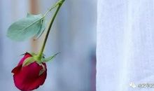 经典语录：一个人的努力，永远也没办法决定两个人的关系