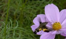 描写蝴蝶花的好段