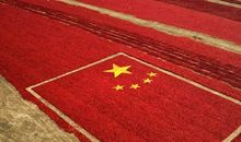 久违了，田野作文