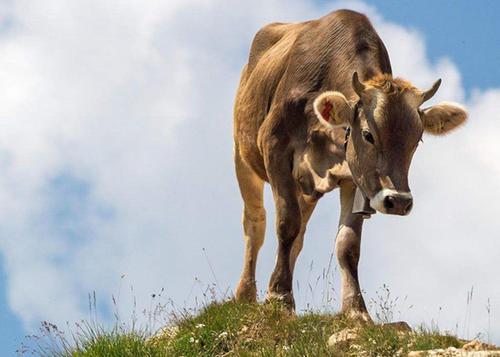 关于大象的谚语