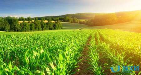 在句子中表现出色