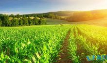 用出类拔萃造句