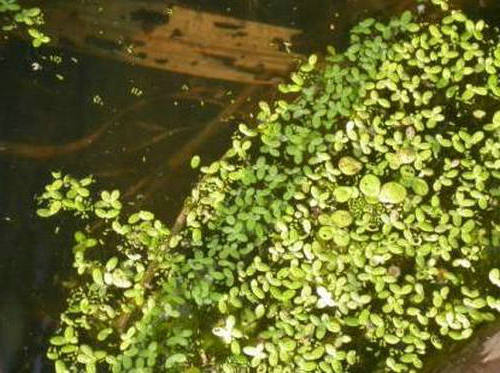 面对爱情，我天生谦虚，像无根的浮萍1