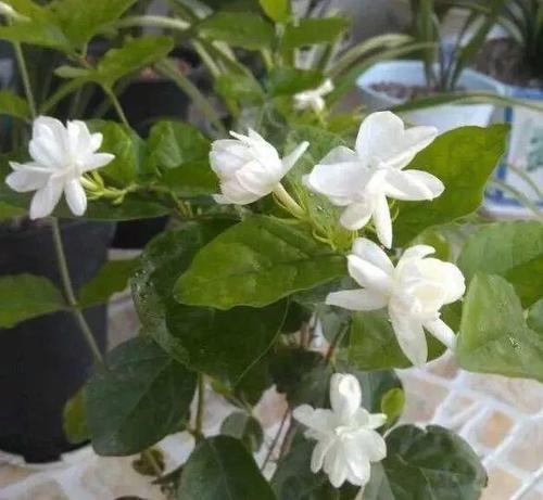 关于种花的谚语