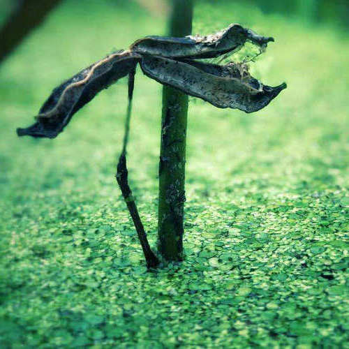 面对爱，我天生谦虚，像无根浮萍