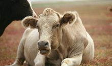 教书不要强按牛头吃草