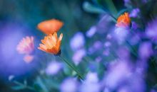 经典语录：健忘是一种病态，善忘是一种境界