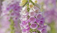 经典语录：随性不同于没脾气，我从来没讲过我善良