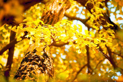 美丽的句子描述银杏树