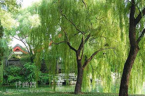 描述春柳的一段